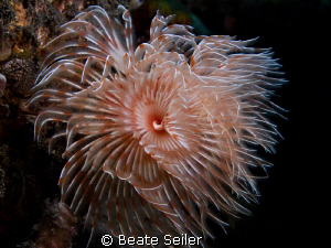 Spiral Tube Worm , taken with Canon G10 and UCL165 
 by Beate Seiler 